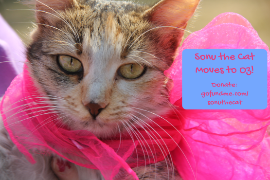 sonu the cat banner ad